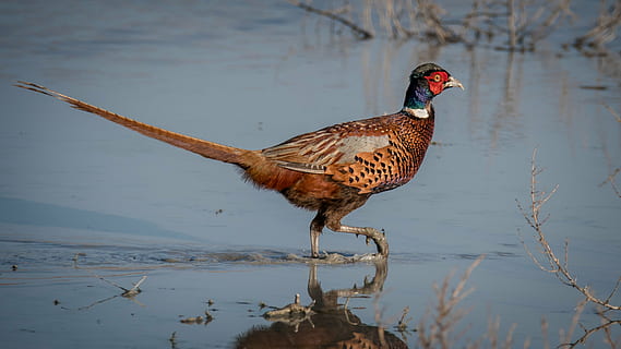 ring-necked pheasant on calm body of water during daytime, bird HD wallpaper