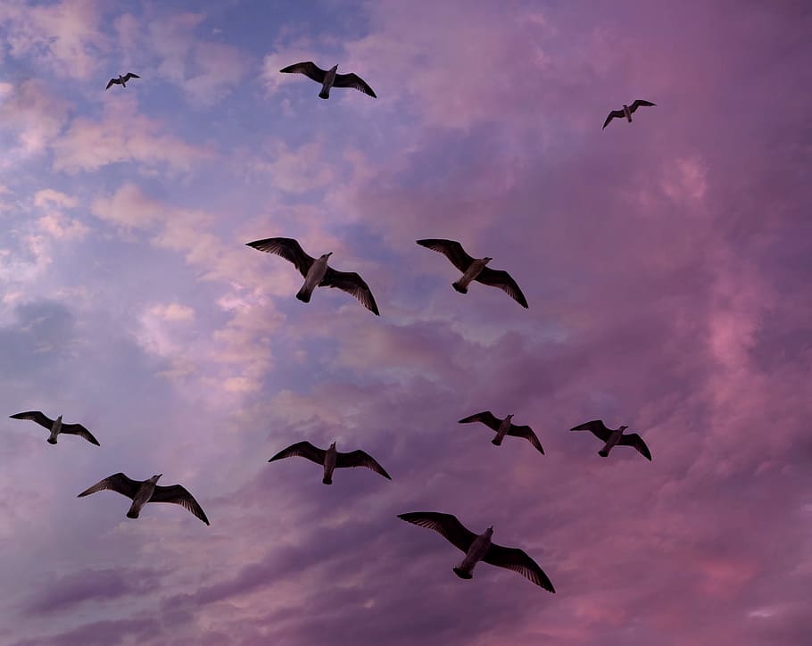 seagulls, sky, flight, cloud, stol, birds, wings, animal themes HD wallpaper