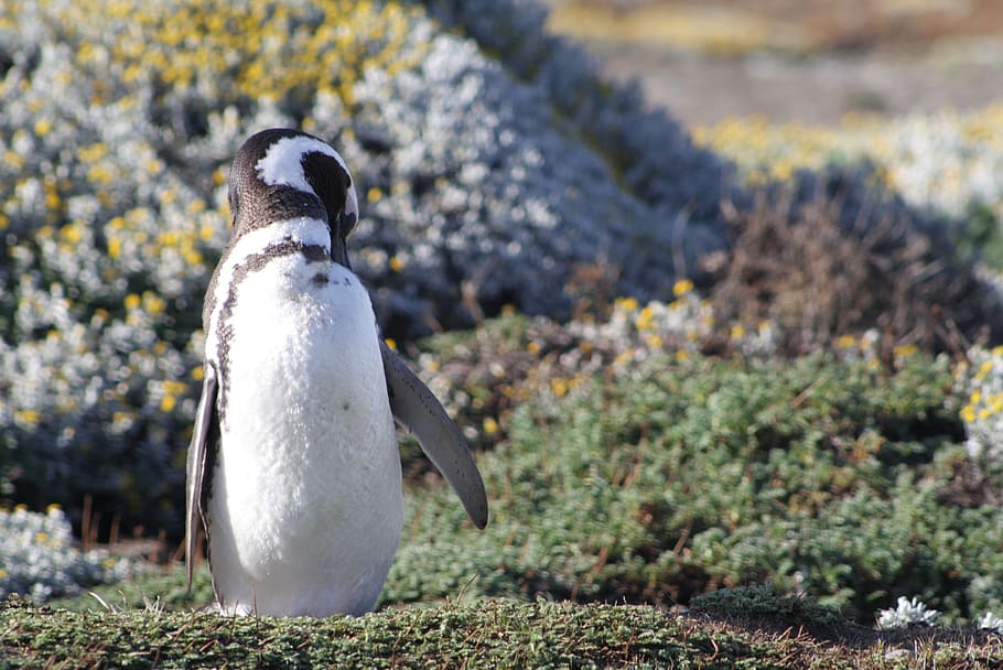 Penguin, South, Patagonia, antarctic penguin, magellan, tourism, HD wallpaper