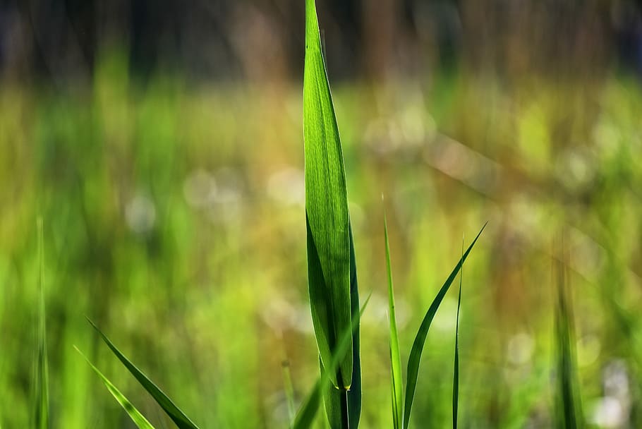 selective focus photography of green grass, rush, blade, rush blade HD wallpaper