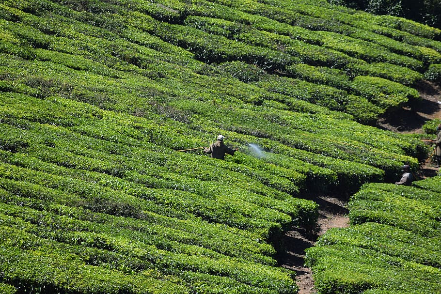 tea estate, tea plant, green, growth, agriculture, green color, HD wallpaper