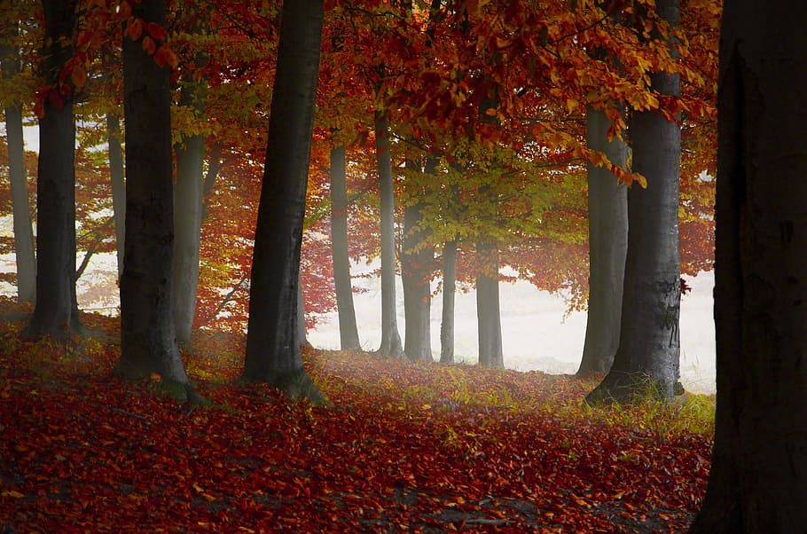 dried leaves under the red leaves trees, fall, leaf, wood, park HD wallpaper