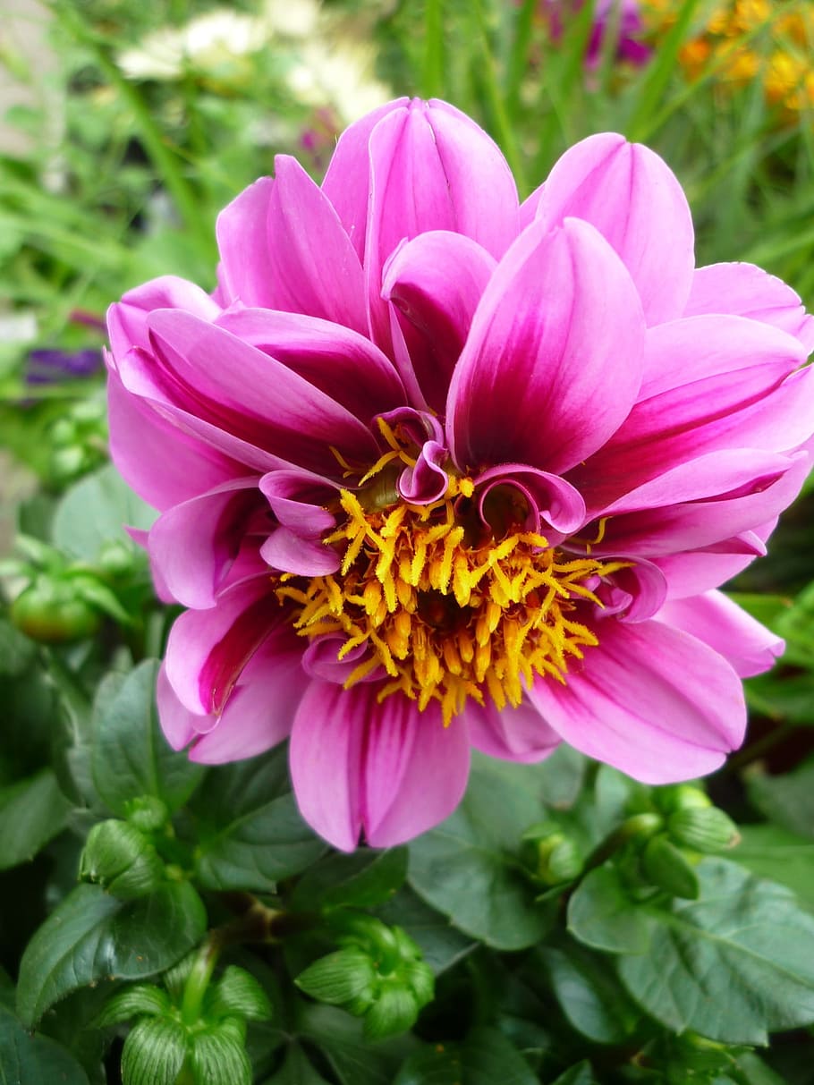 Dahlia, Flower Garden, Tubers, Plant, tubers-plant, not winter-hardy