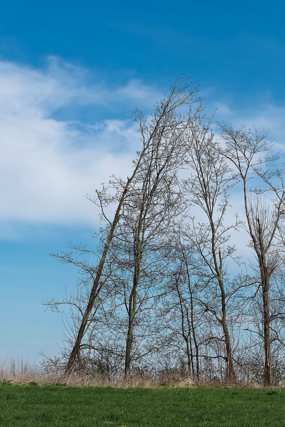 Landscape, Meadowlands, Trees, bare branches, blue, mood, sky HD wallpaper