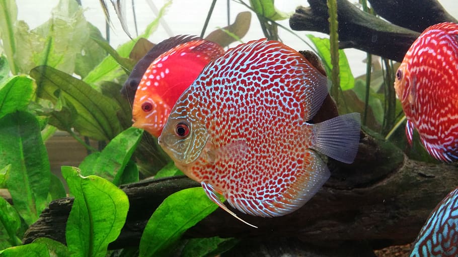 discus fish, leopard, red, plant, close-up, leaf, plant part HD wallpaper