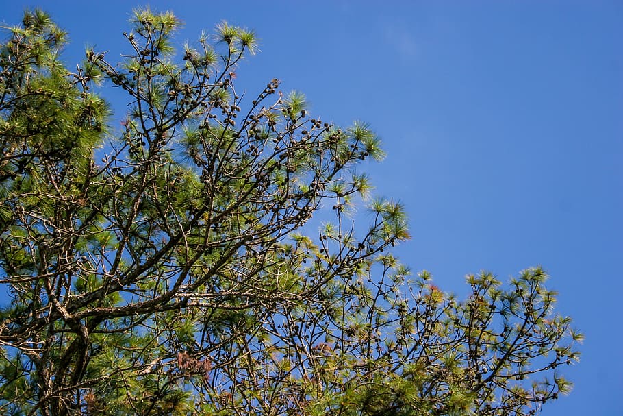 pine tree, pine branch, pine trees, green, nature, branches HD wallpaper