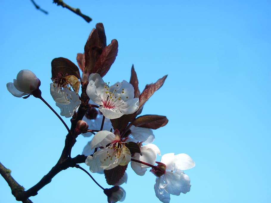 cherry, sakura, blossom, spring, nature, park, flower, flowering plant HD wallpaper