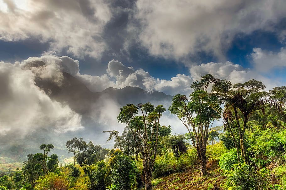 green leaf trees under white clouds at daytime, africa, sky HD wallpaper