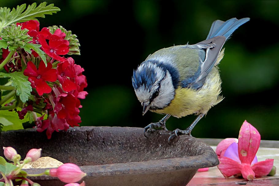 blue, gray, and yellow bird standing on black metal panel, tray HD wallpaper