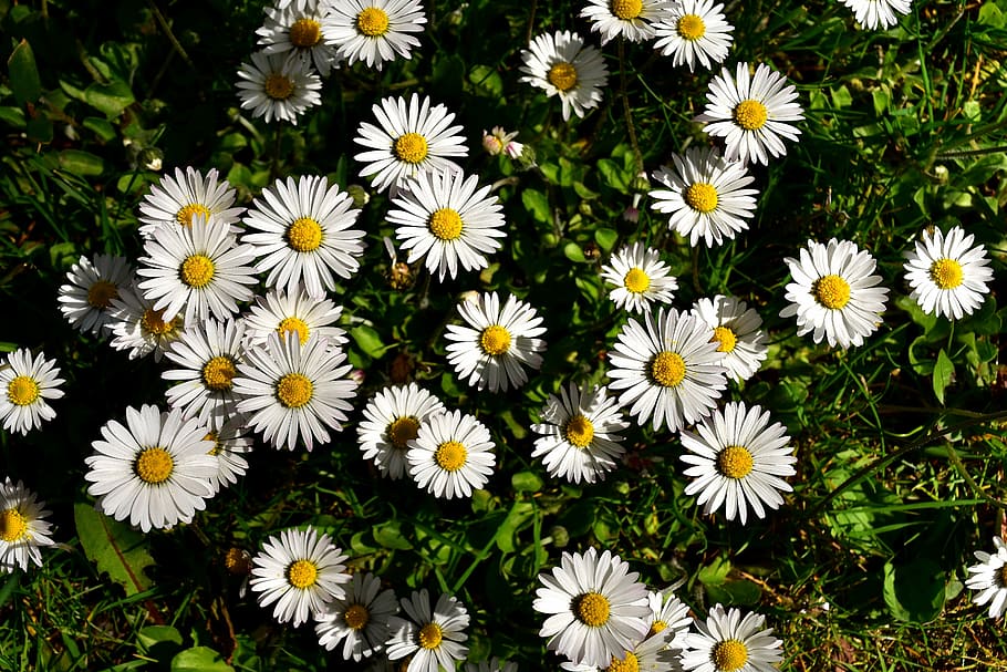 daisies during daytime, daisy, meadow, bloom, flowers, spring HD wallpaper