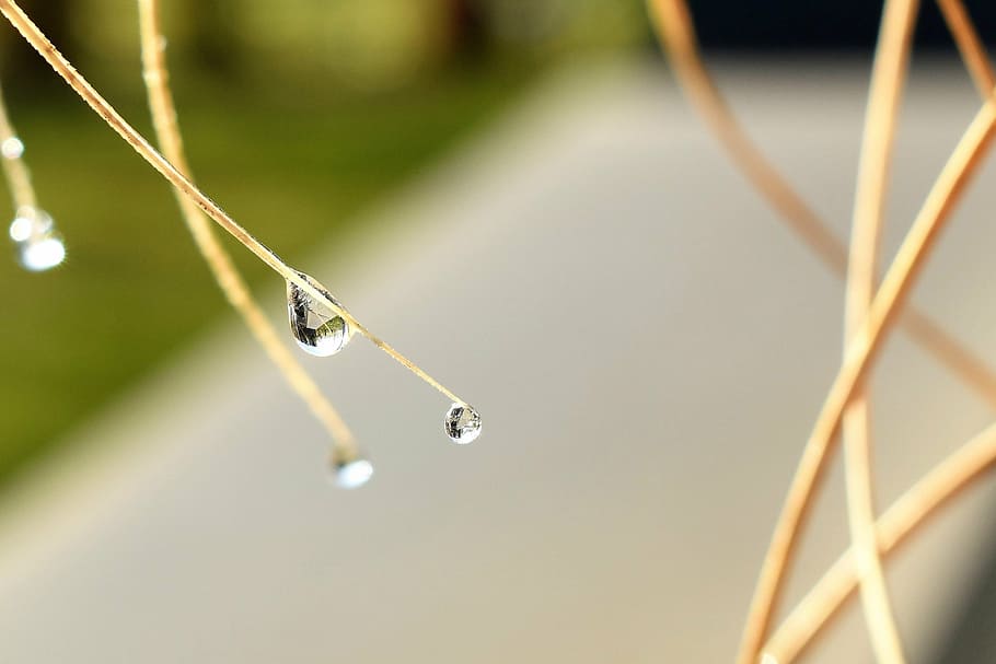 drip, dew, dewdrop, leaf, grass, drop of water, autumn, morgentau, HD wallpaper