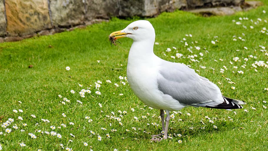 scotland, st andrews, seagull, sit, meadow, daisy, eat, nature, HD wallpaper