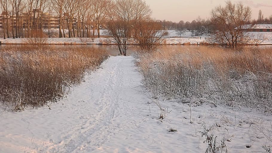 Winter, Snow, Cold, White, cold temperature, nature, bare tree HD wallpaper