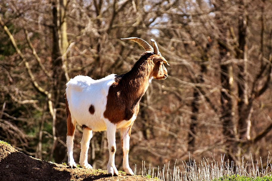 billy goat, play, animals, cute, wildlife photography, animal world HD wallpaper