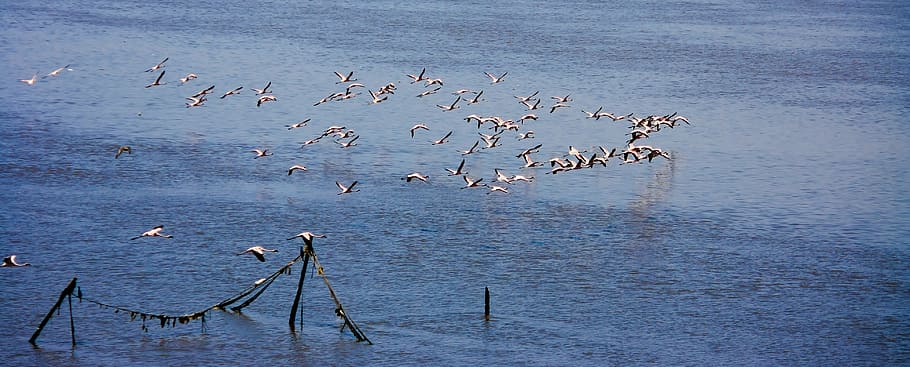 flamingos, flock, flocking, flying, birds, animal wildlife HD wallpaper