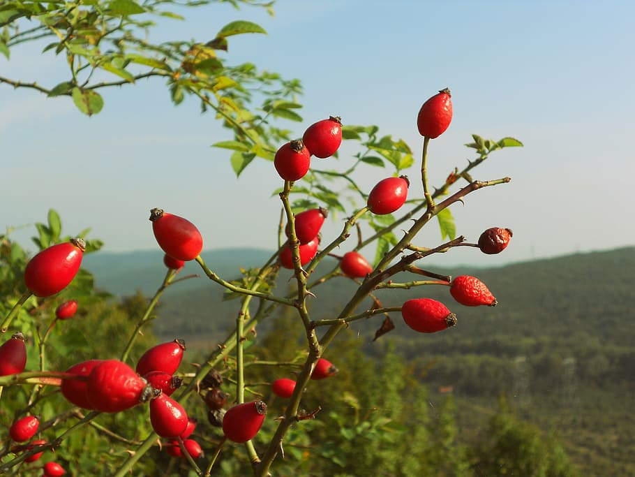 round red fruit, rose hips, berries, nature, view, autumn, fall HD wallpaper