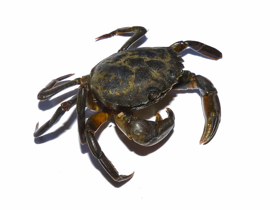 brown and black crab, mediterranean, crustacean, tweezers, white background, HD wallpaper