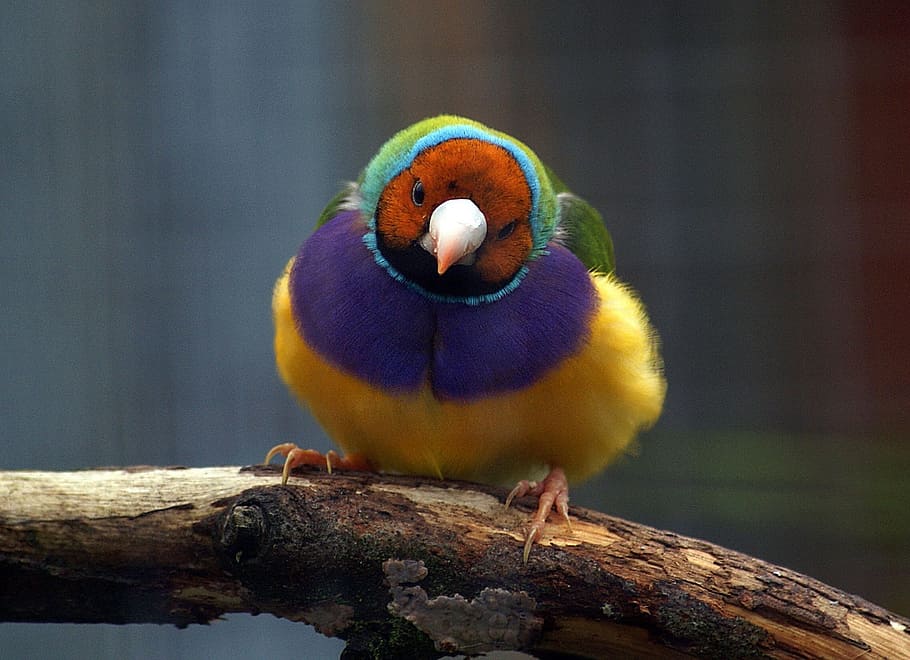 gouldian finch, bird, wildlife, nature, perched, colorful, outdoors, HD wallpaper