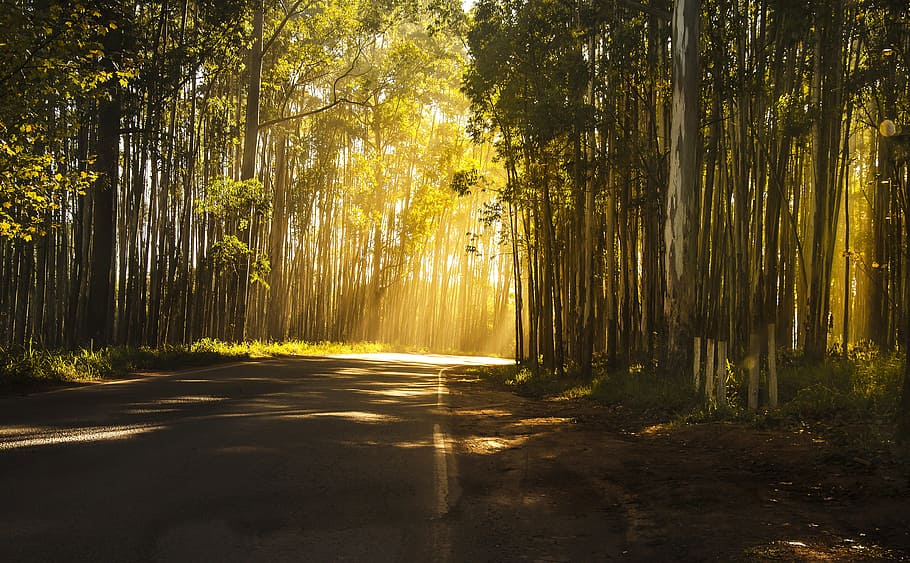 pathway surrounded by trees during daytime, landscape, tranquility HD wallpaper