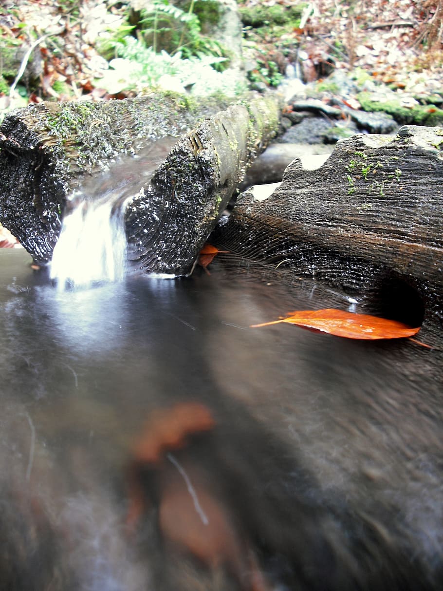 water, spring, flows, wood, nature, sheet, trough, animal, animals in the wild HD wallpaper