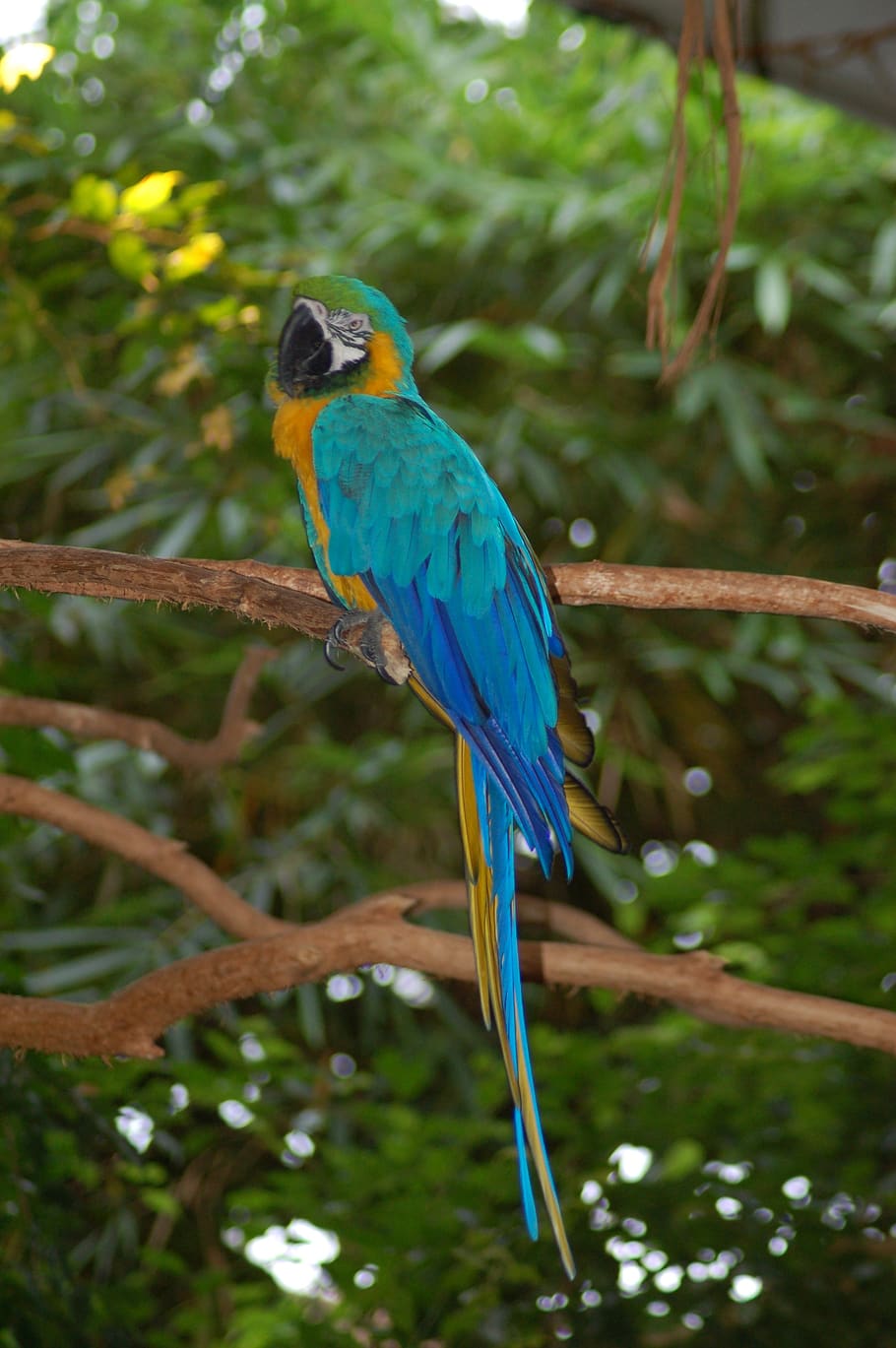 parrot, bird, blue, animal themes, animal wildlife, vertebrate HD wallpaper