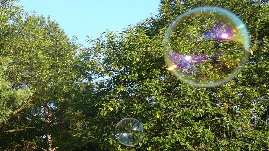 bubbles, flying, rainbow bubble, soap bubble, colorful, plant HD wallpaper