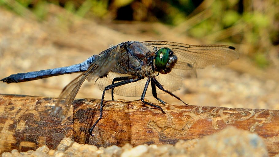Macro, Dragonfly, Summer, Nature, Insect, one animal, animals in the wild HD wallpaper