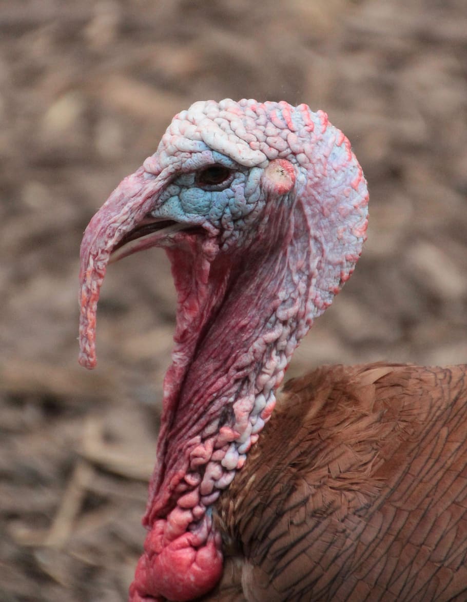 turkey, backyard, poultry, plumage, one animal, animal themes HD wallpaper