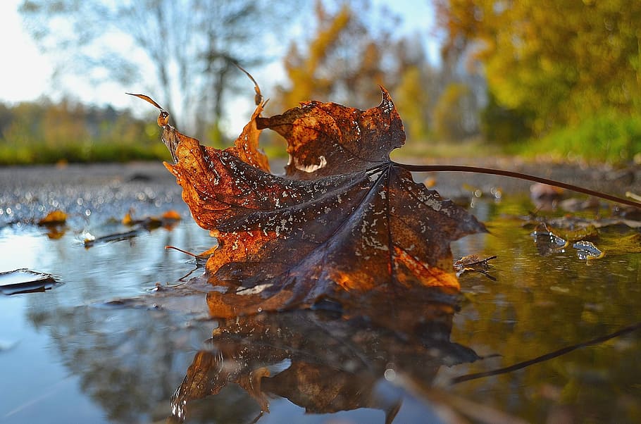 selective focus photography of maple leaf, autumn, nature, tree HD wallpaper