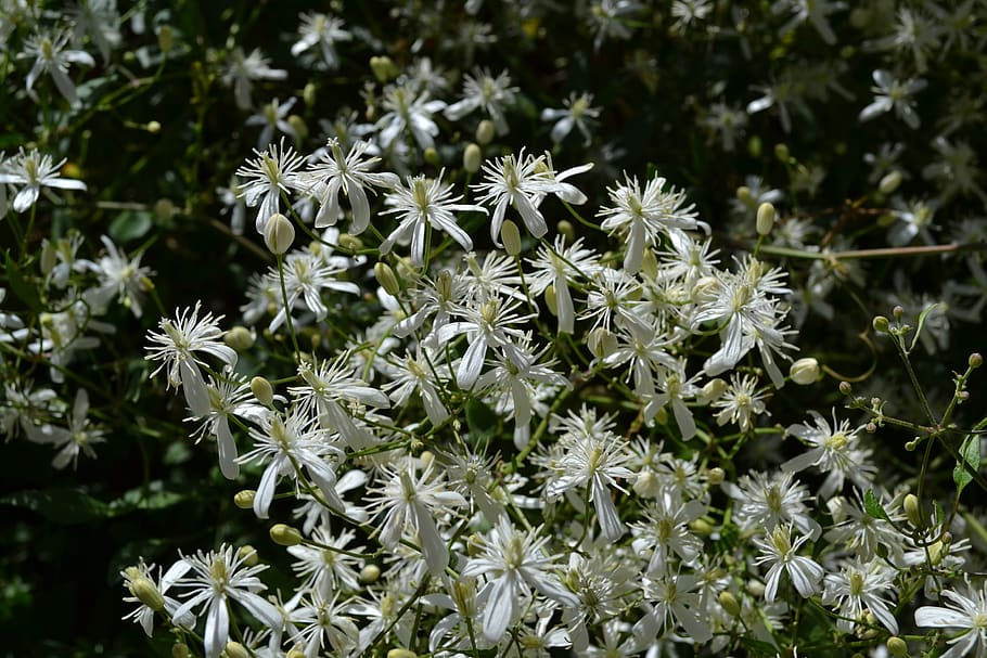 clematis, flowers, spring, flowering plant, freshness, beauty in nature HD wallpaper