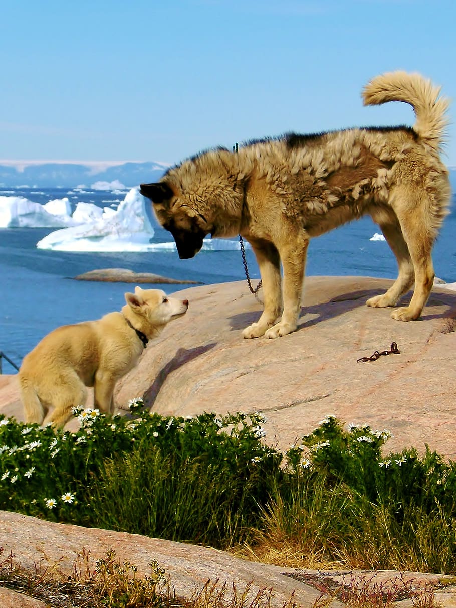 natural, expensive, outdoor, travel, summer, greenland, sled dogs, HD wallpaper