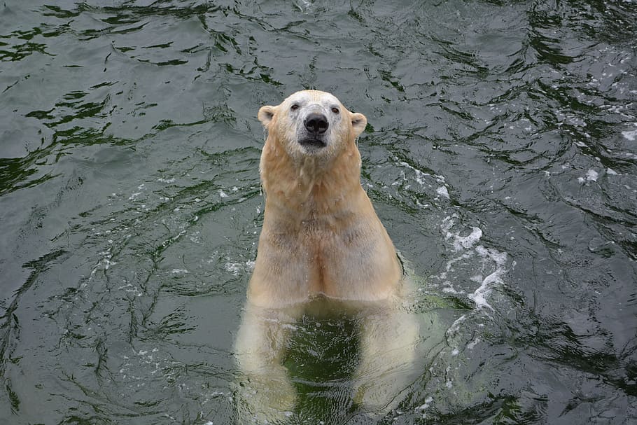 polar bear, water, predator, animal themes, one animal, mammal HD wallpaper