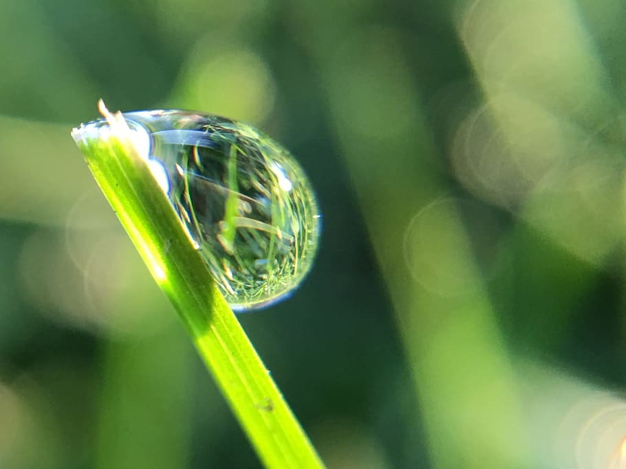 drop, dew, nature, water, green, macro, natural, raindrop, droplet HD wallpaper