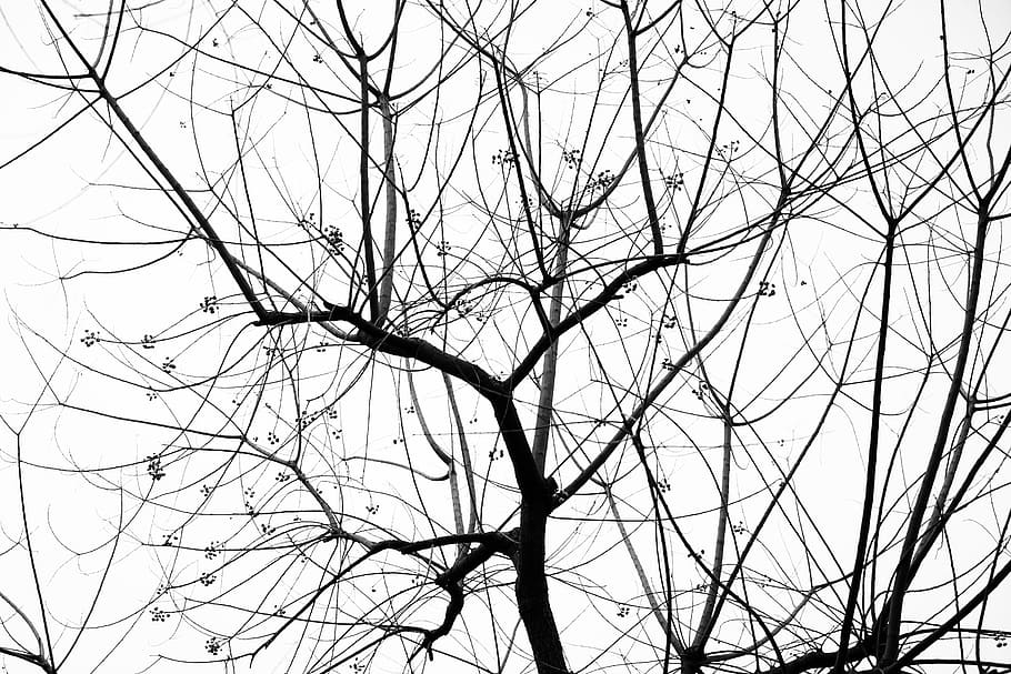 low angle photo of leafless tree at daytime, branch, defoliation HD wallpaper
