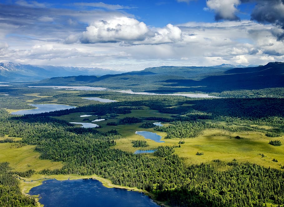 aerial view photography of trees during daytime, alaska, denali, HD wallpaper