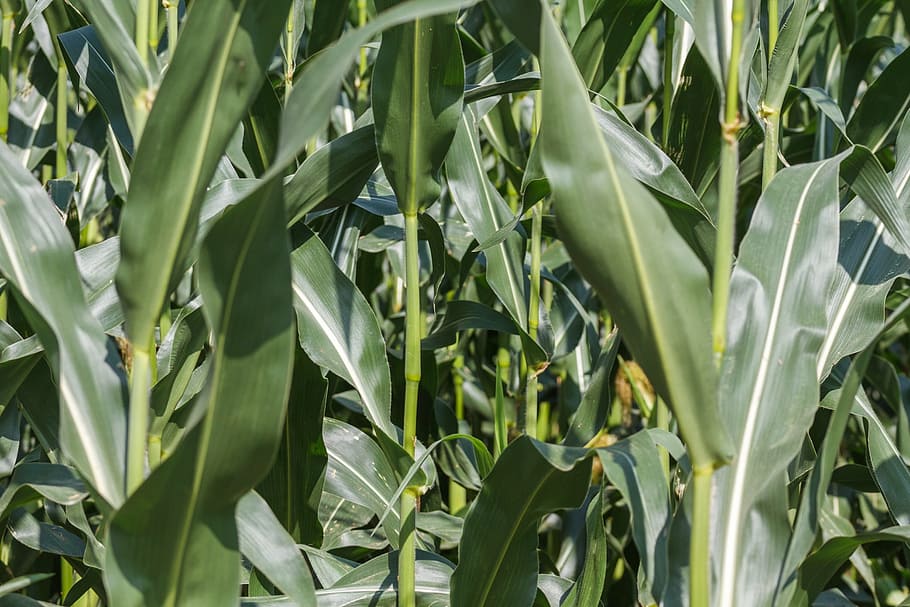 cornfield, plant, nature, background, green, agriculture, close HD wallpaper