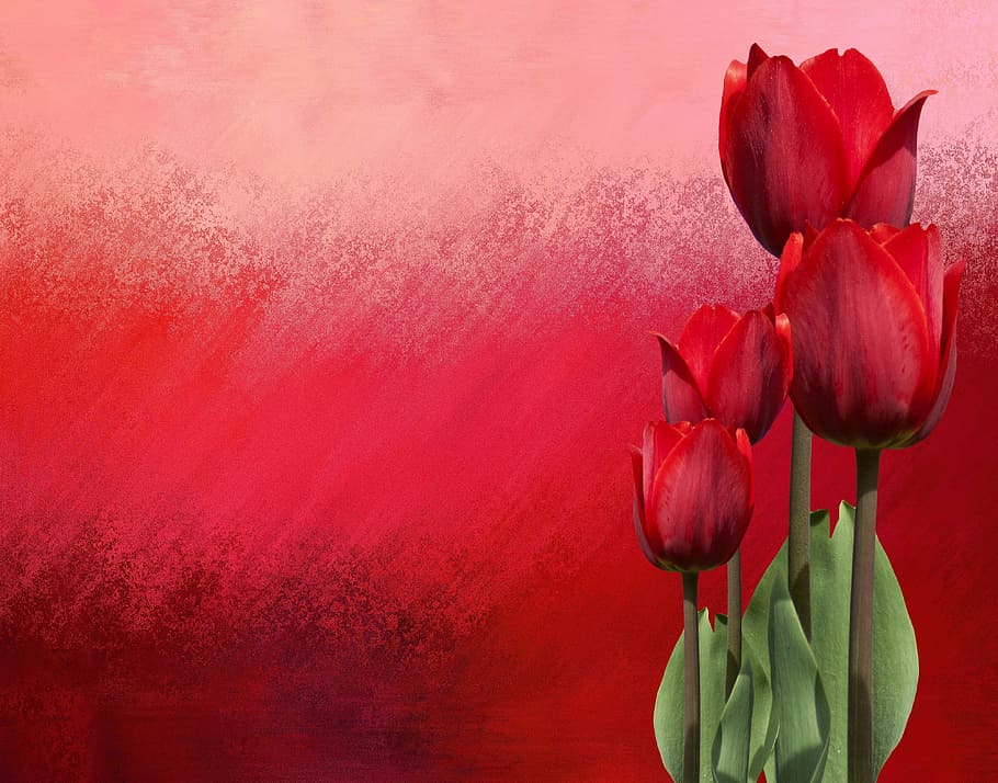 four red roses, spring, tulips, nature, flowers, spring flower HD wallpaper