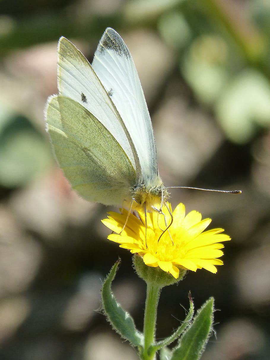 butterfly, libar, pollen, dandelion, blanquita of cabbage, pieris rapae HD wallpaper