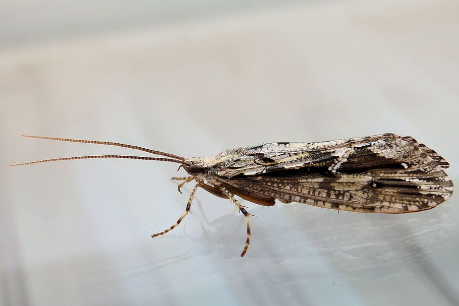 Insect, Macro, Closeup, Wings, Nature, a moth, one animal, animal themes HD wallpaper