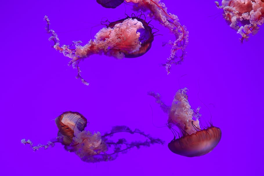 Jelly fish illustration, underwater, sea, jellyfish, animal, nature HD wallpaper