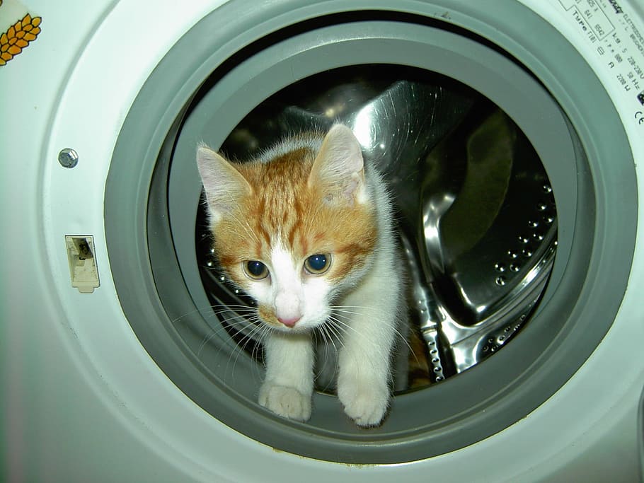 cat in front-load washer, domestic cat, nose, cat's eyes, kitten