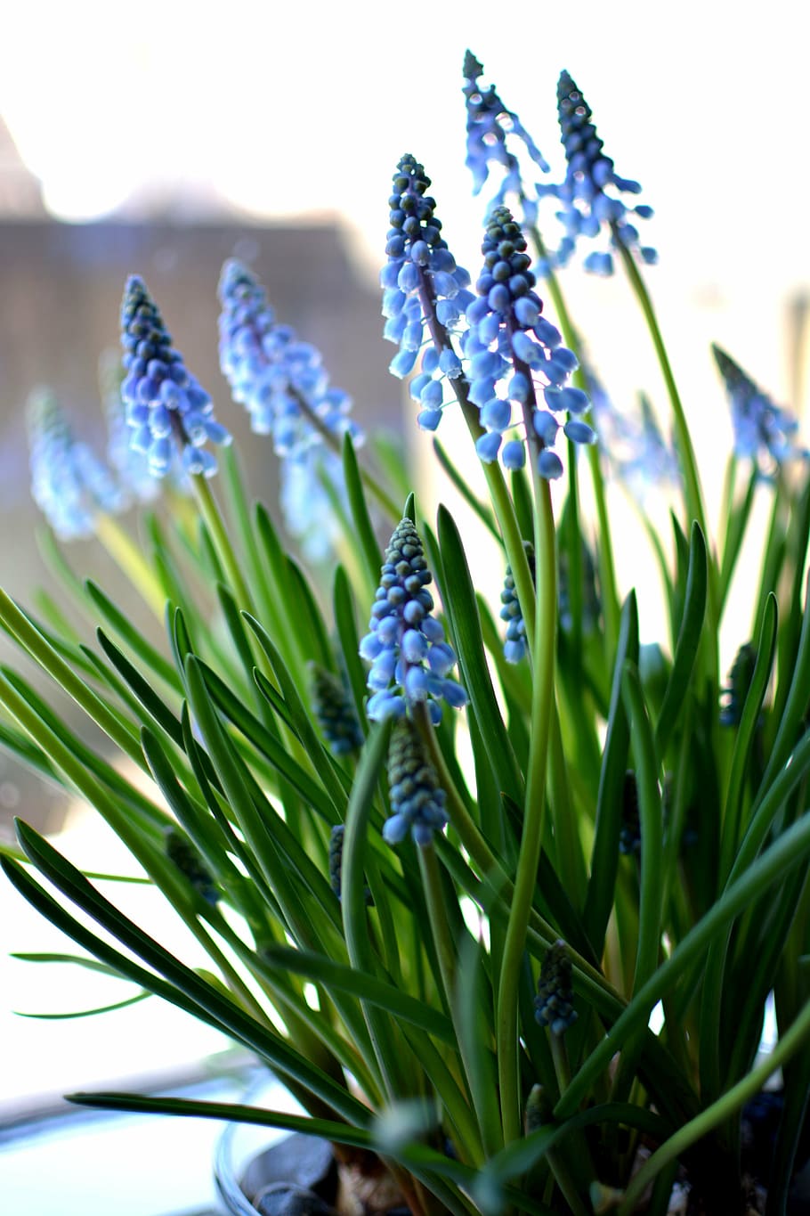 hyacinth, flower, spring, vibrant, summer, bright, color, freshness HD wallpaper
