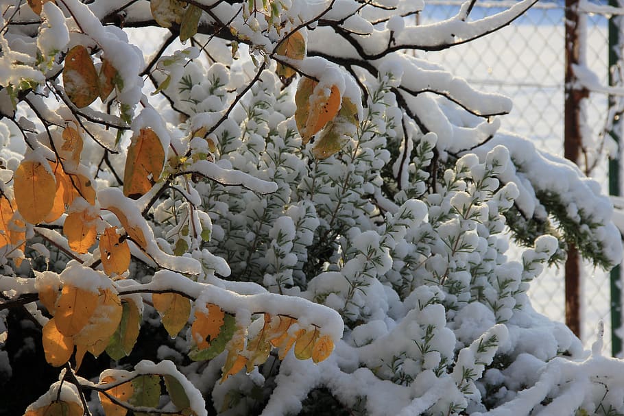 Winter, Sunlight, Nature, Snow, cold temperature, tree, autumn HD wallpaper