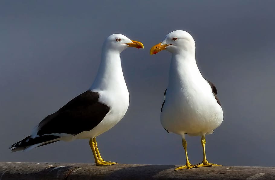 two seagulls standing on gray concrete surface, birds, wildlife, HD wallpaper