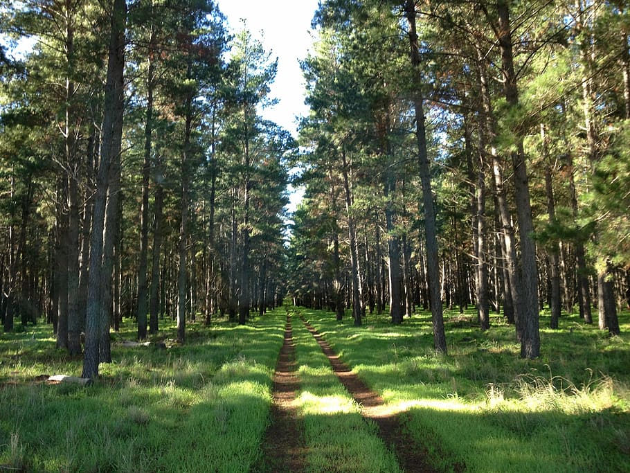 tree, path, nature, forest, landscape, light, park, natural HD wallpaper