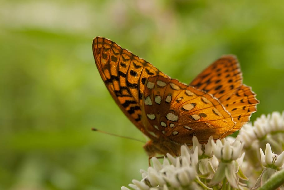 orange butterfly on white flower during daytime, shapes, pattern HD wallpaper
