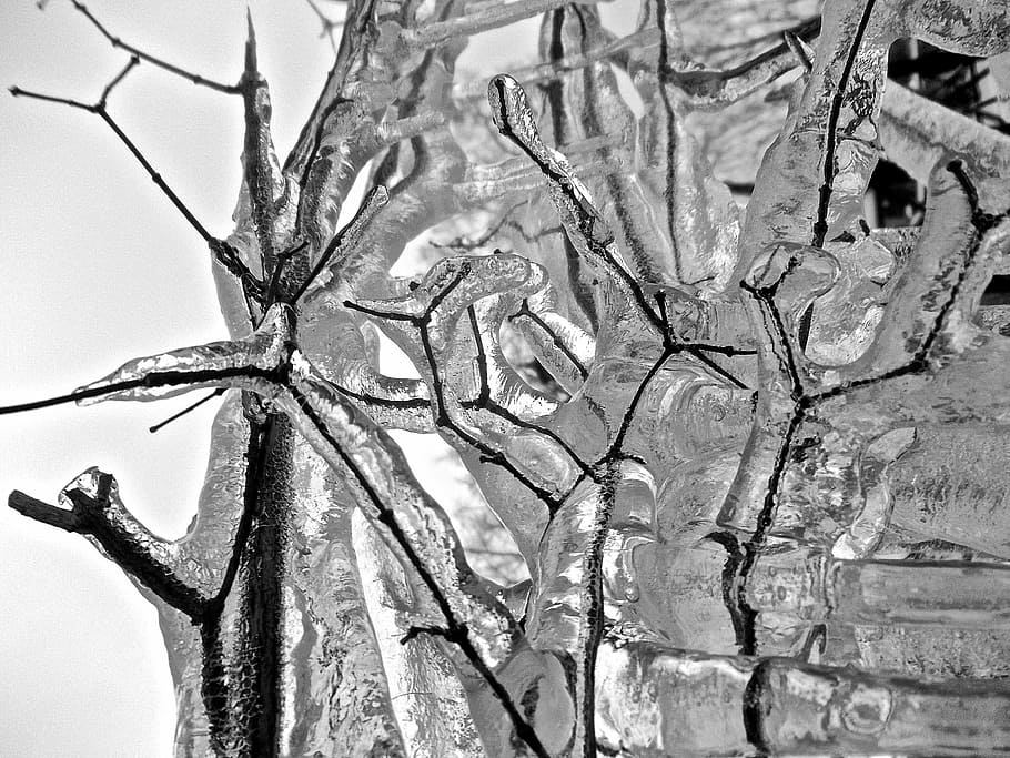 ice, icicles, winter, frozen, cold, no people, tree, plant HD wallpaper