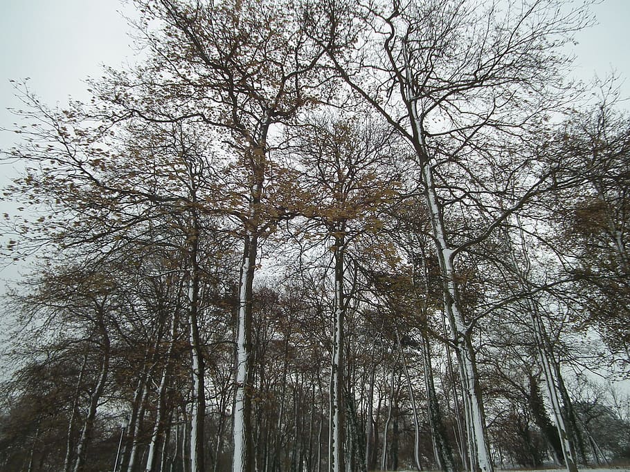Winter, Trees, Snowy, Landscape, snowfall, outdoors, scene HD wallpaper