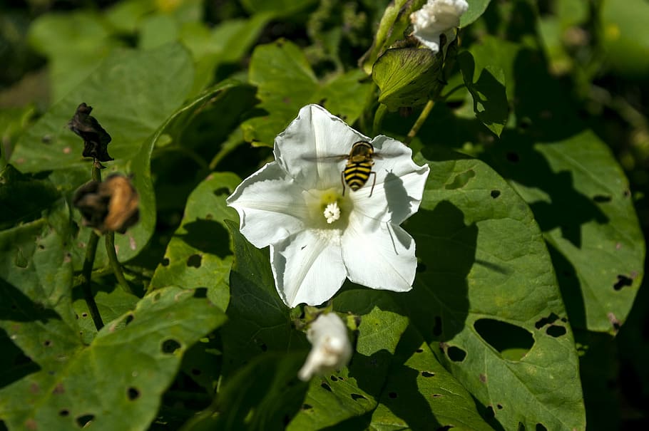 insect, nature, flower, macro, green, bee, pollination, honey HD wallpaper