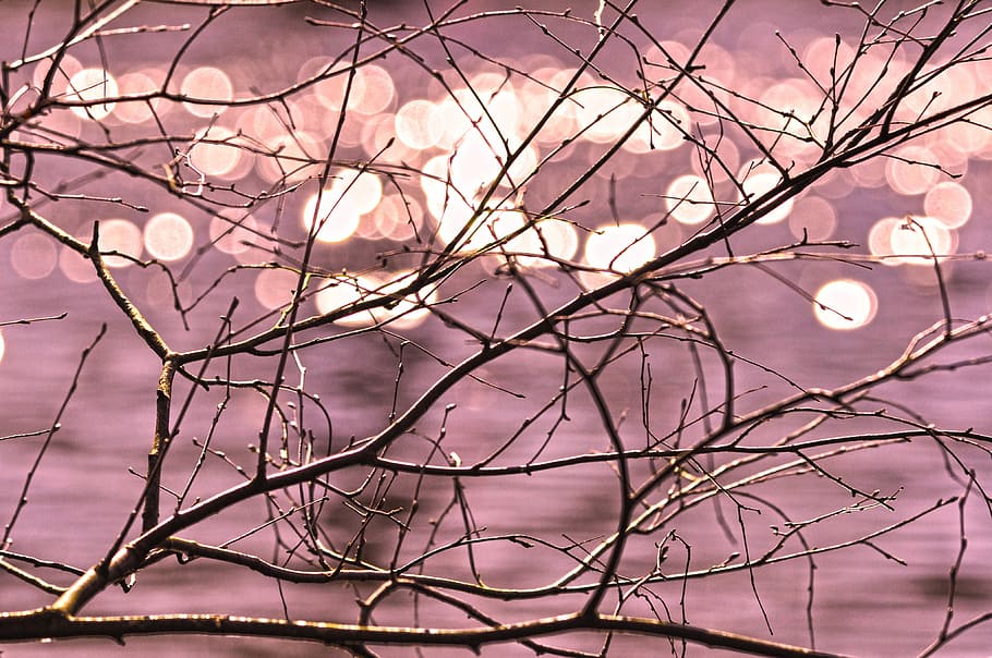 macro shot of bare tree, branch, twig, bare branch, twisted HD wallpaper